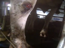 More Than Half of Dairy Cows Suffer From Inflamed Leg Wounds