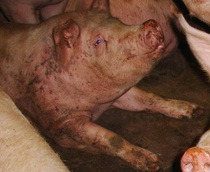  Piglets' Excruciating Deaths Wonderful Economic News for Pig Producers