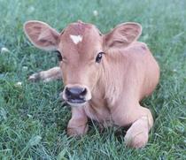 TRAGEDY! 300 Baby Calves Dead in Factory Farm Fire