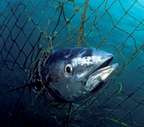 Mercury Levels in Tuna 10 Million Times Higher Than in Seawater