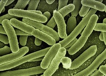 Alberta E. coli Outbreak due to Contaminated Pork?
