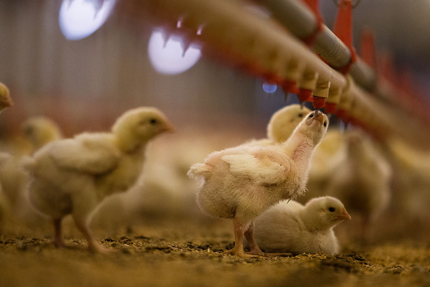 Reuters: Use of Antibiotics on Poultry Farms Poses Risk to Human Health