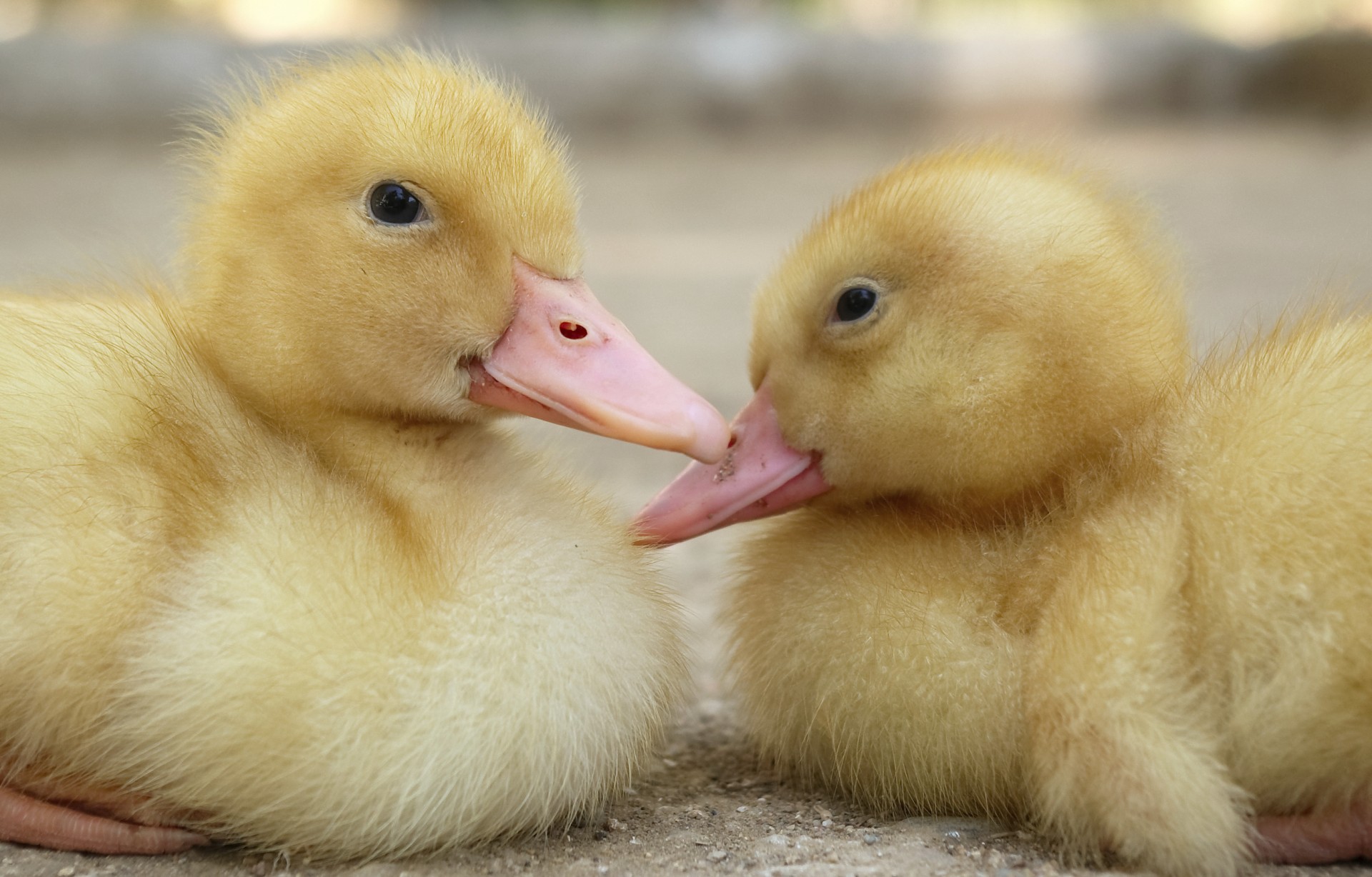 Victory: Supreme Court Upholds Californiaâ€™s Ban on Force-Feeding of Ducks and Geese!