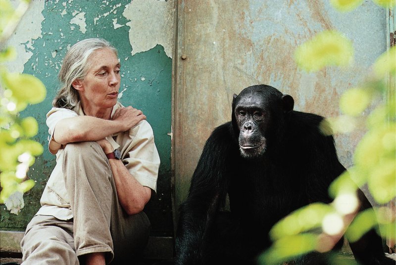 Legendary Jane Goodall Criticizes Cruel Factory Farms