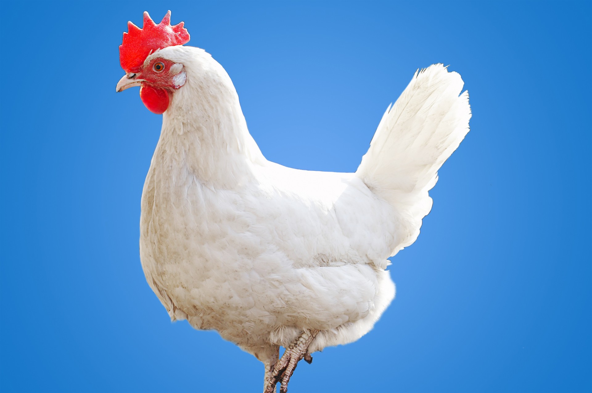 Victory! Federal Judge Dismisses Attempt to Overturn Californiaâ€™s Hen Protection Law