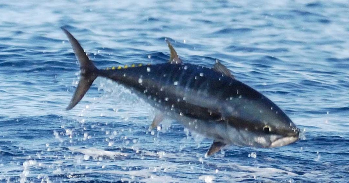 Bluefin Tuna Dangerously Close to Extinction Mercy For Animals