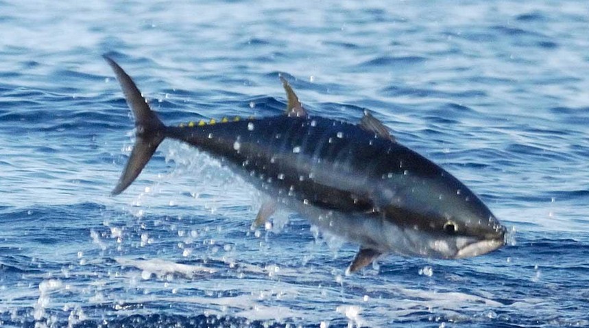Bluefin Tuna Dangerously Close to Extinction