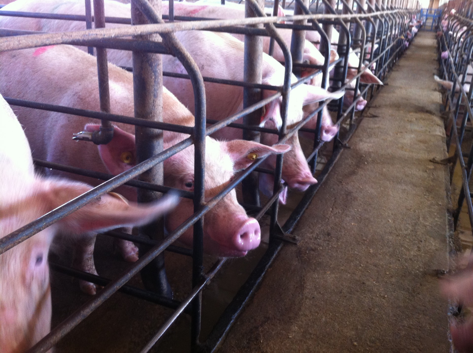 Brazil Joins Fight Against Cruel Gestation Crates