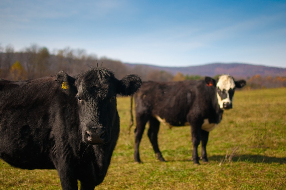 Sustainable Beef Is Anything But