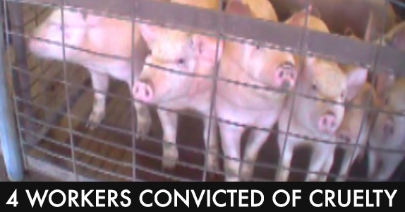 Breaking: Auction Workers Convicted of Animal Cruelty Following MFA Investigation