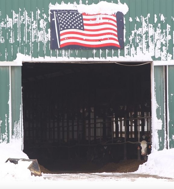 Barns Collapse Under Snow Killing 31 Cows
