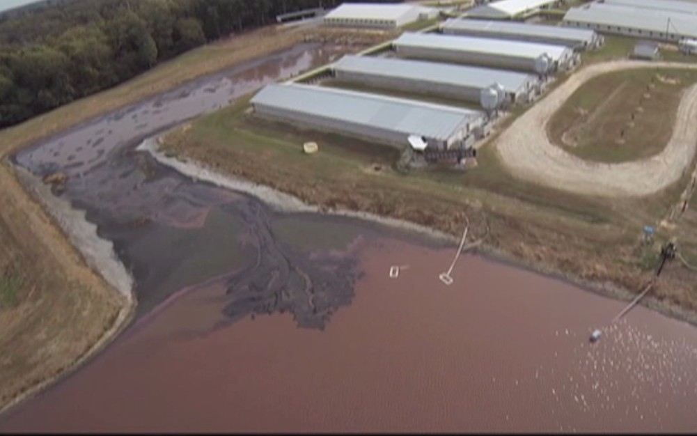 SHOCKING VIDEO: Drones Used to Reveal Disgusting Practices on Pig Factory Farms