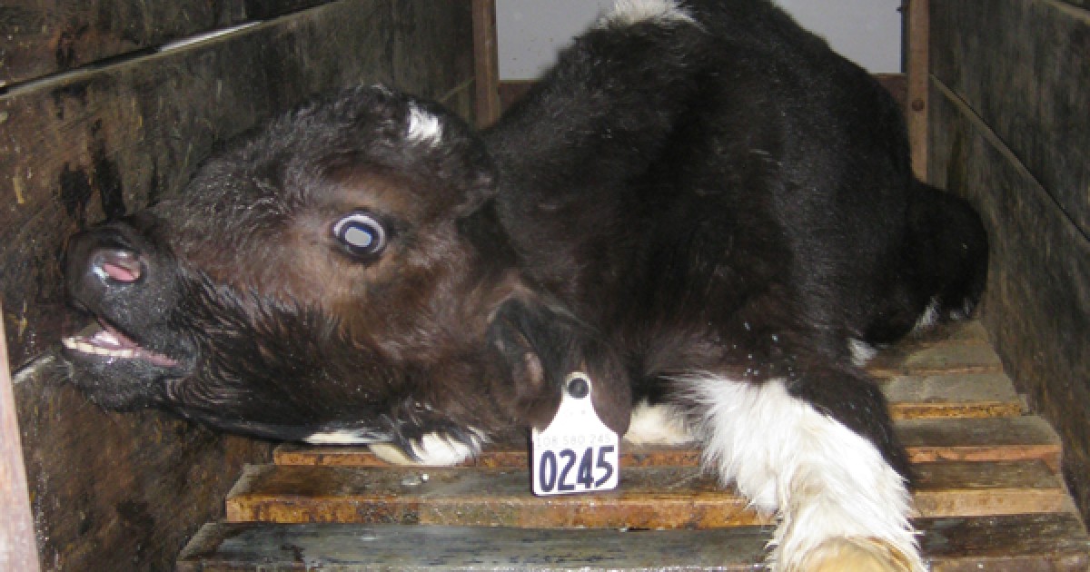 PHOTOS 17 Faces of Factory Farming Mercy For Animals