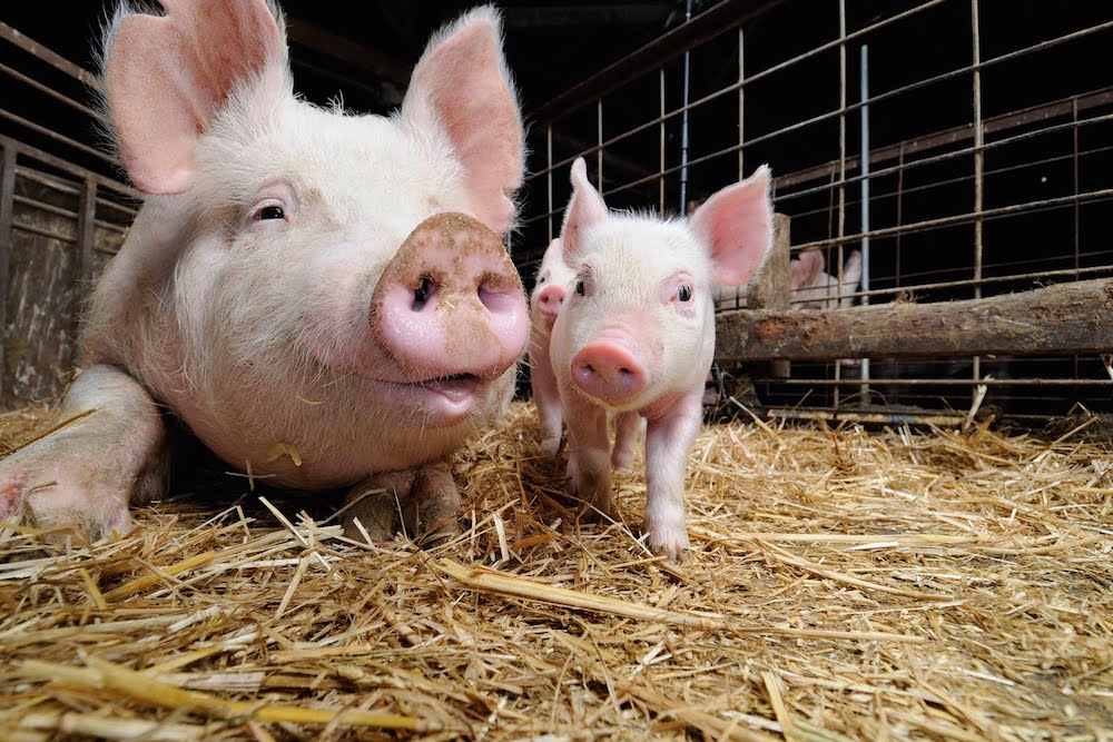 Scientists Confirm Pigs Feel Empathy