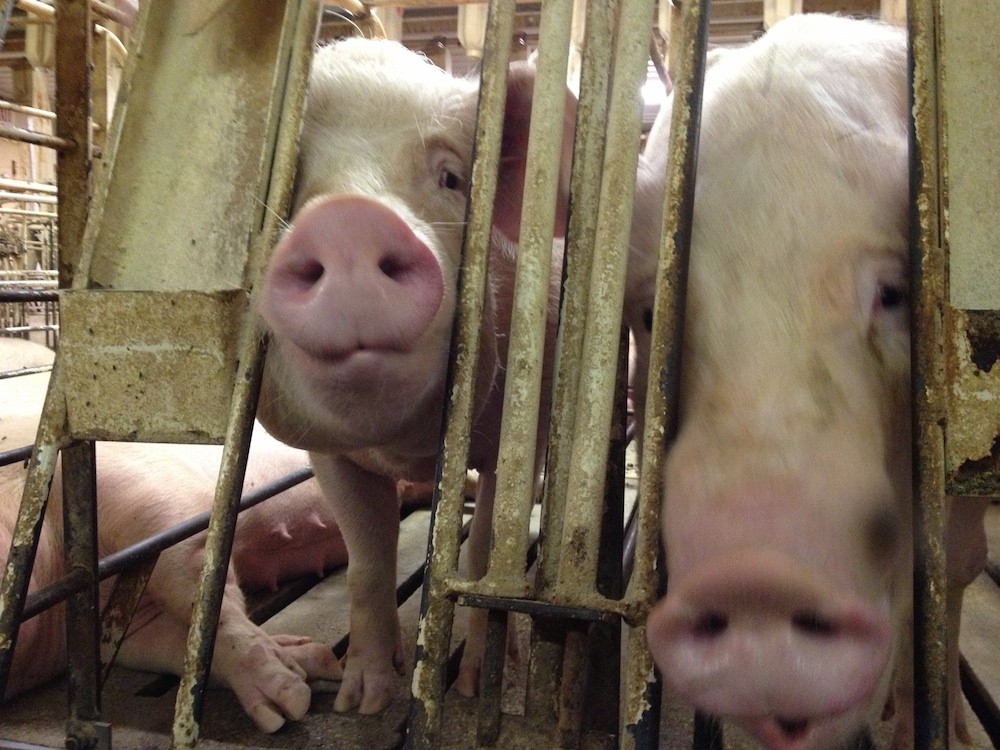 Deadly Pig Diarrhea Virus Mutates as Death Toll Rises