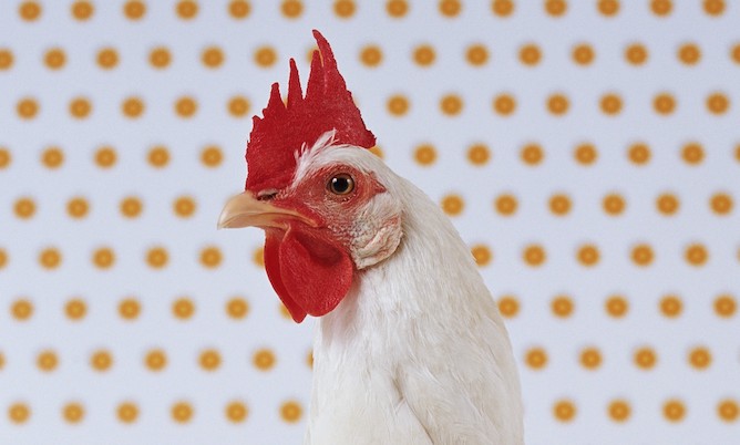 Success! Major Foodservice Company Takes Steps to Help Hens, Cows
