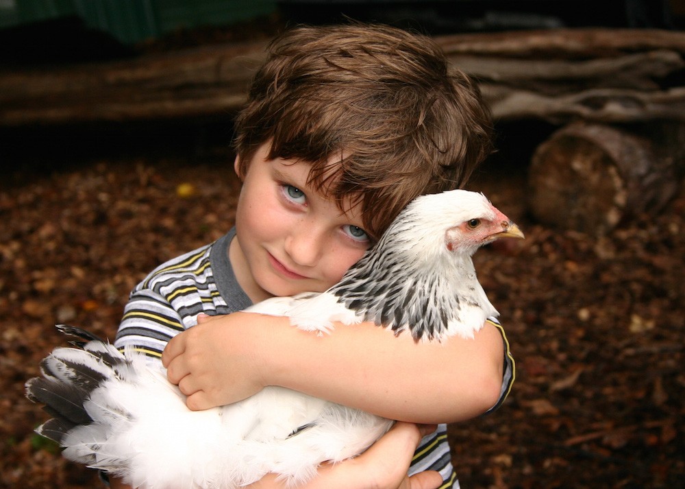 Is a Chicken Smarter Than Your Kindergartener?