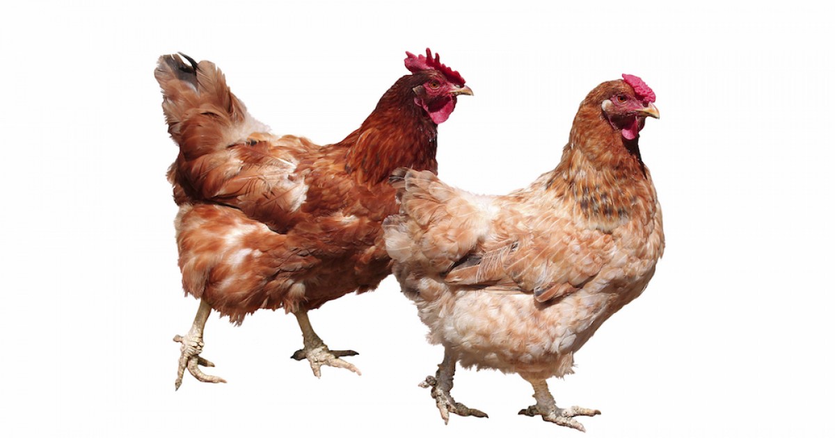 Victory for Hens Massive Foodservice Company Goes Totally CageFree