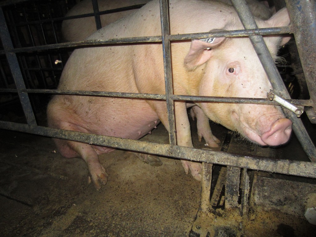 NPR: Antibiotic Use on Pig Farms Is Through the Roof