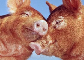 Double the Love for Farmed Animals