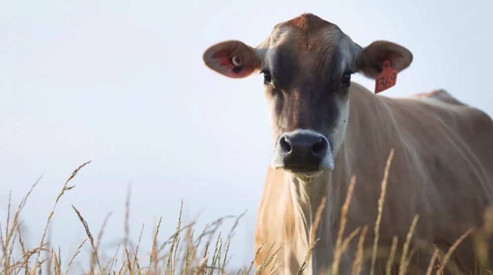 Rescued Dairy Cow Remembers Stolen Babies, Hides Calf