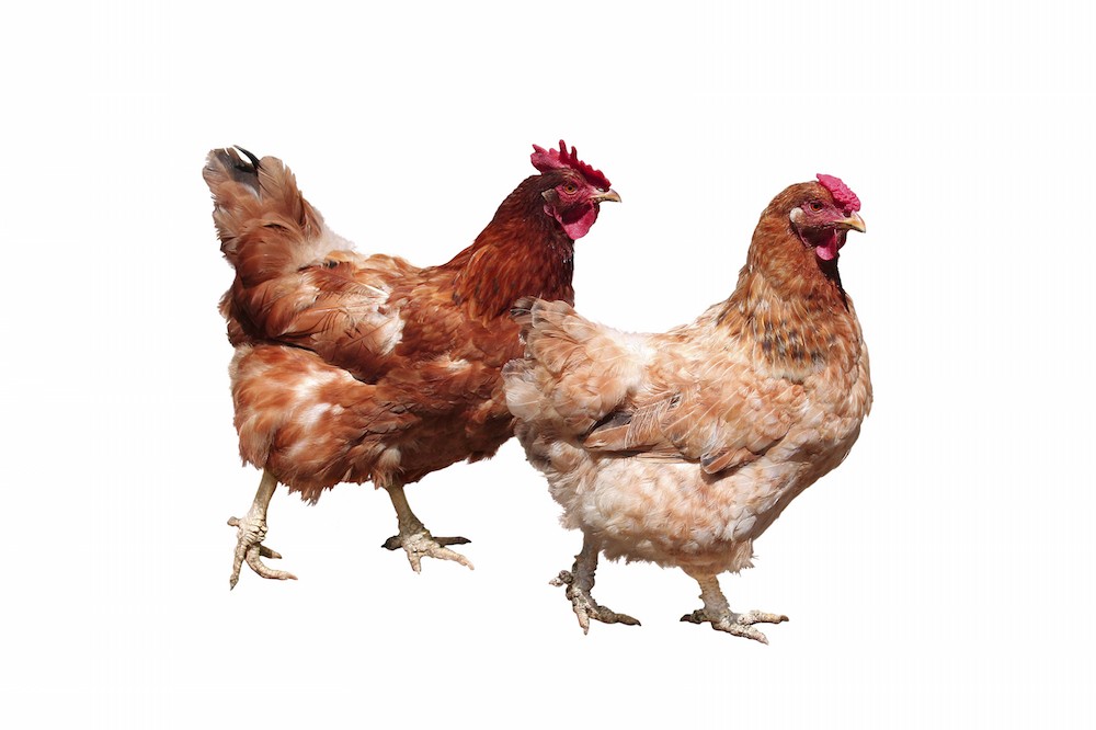 Victory for Hens: Massive Foodservice Company Goes Totally Cage-Free