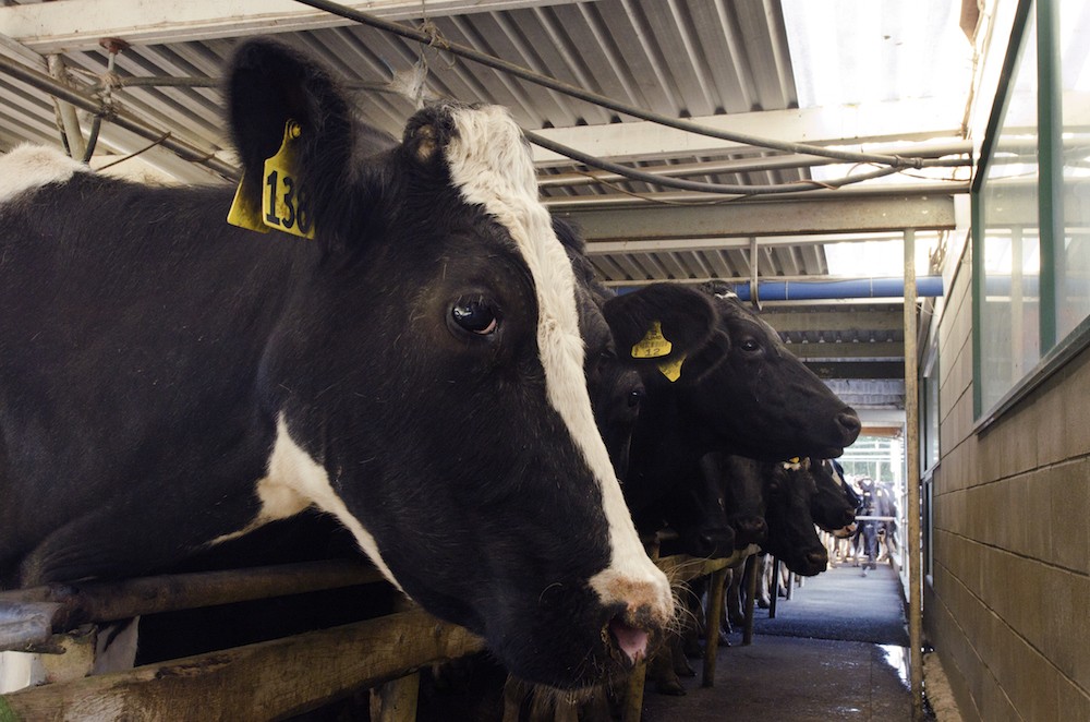 FDA Tests Show Some Dairy Farms Give Illegal Antibiotics to Cows
