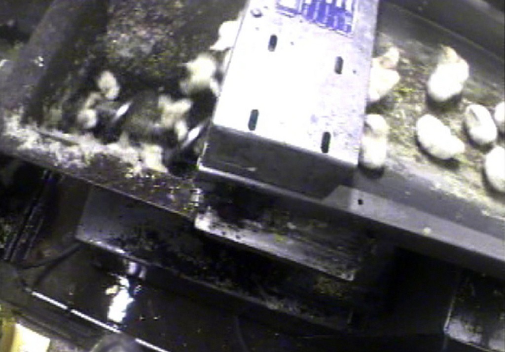 Germany Set to End Brutal Killing of Male Chicks in Egg Industry