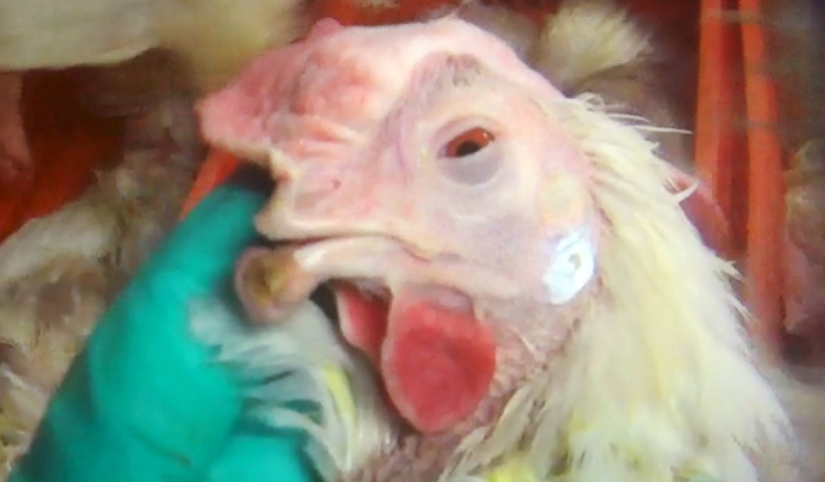 Poultry Producer Tortures Chickens, Lies to Customers