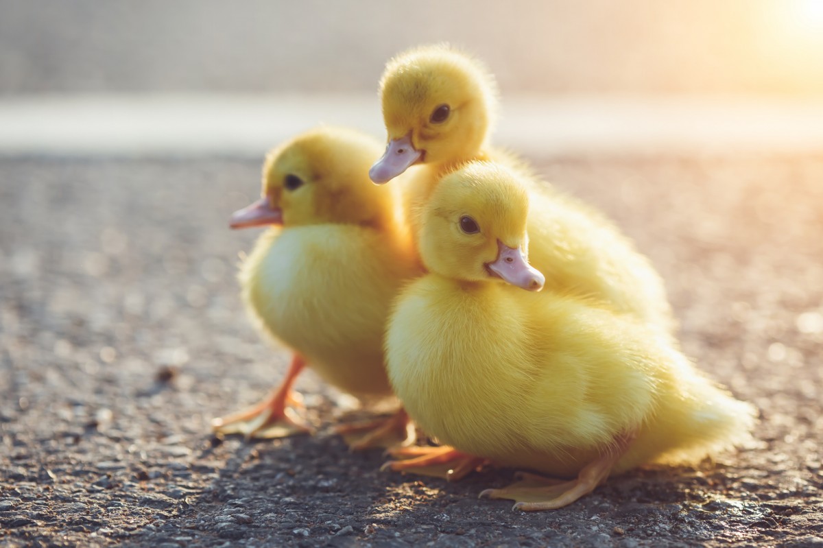 Landscaper Accused of Hacking Up Live Ducklingsâ€¦ For Egg Industry, Itâ€™s Business as Usual