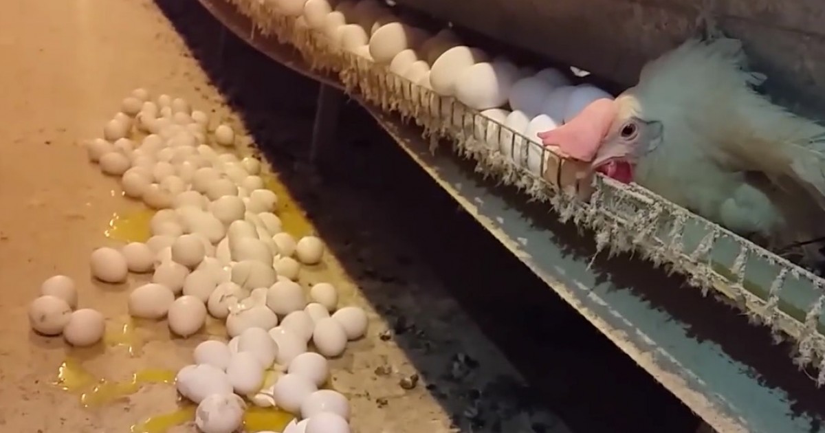 Cruelty in Costco’s Egg Supply Cracked Wide Open Mercy For Animals