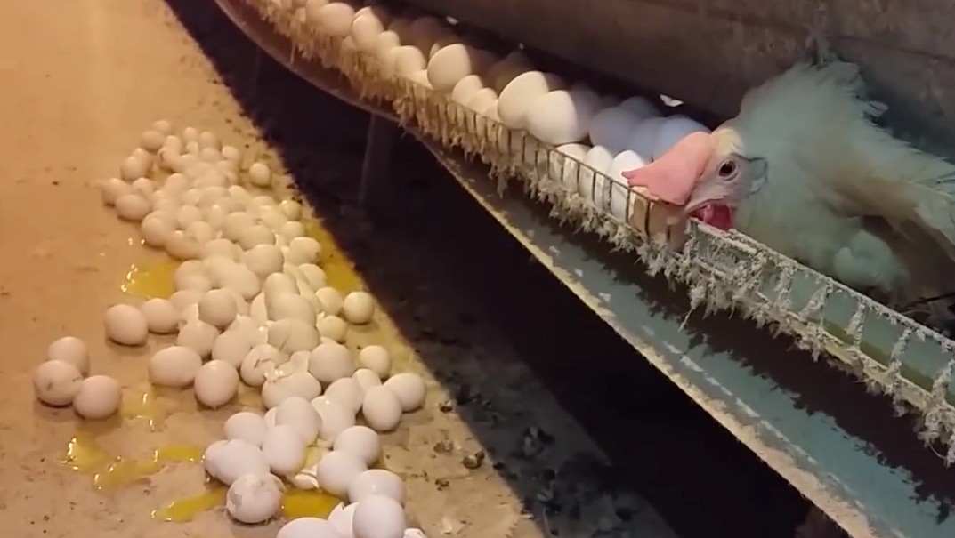 Costcoâ€™s Egg Supply: Cruelty Cracked Wide Open