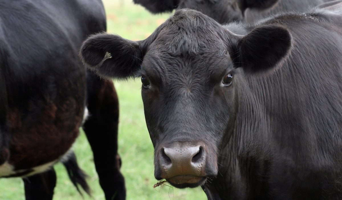 Mother Jones: Grass Fed Beef Worse for Environment