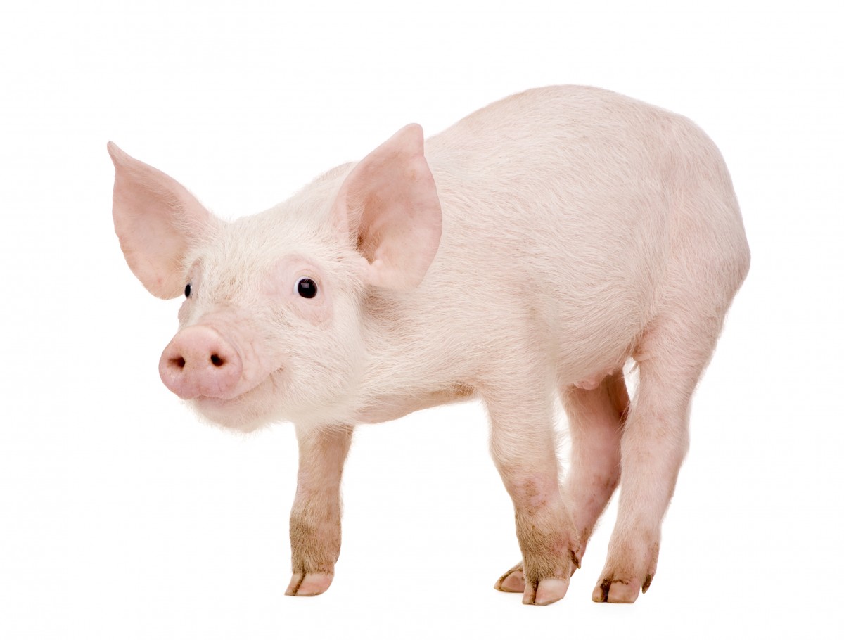 Progress For Pigs Tyson Does A Turnaround Mercy For Animals