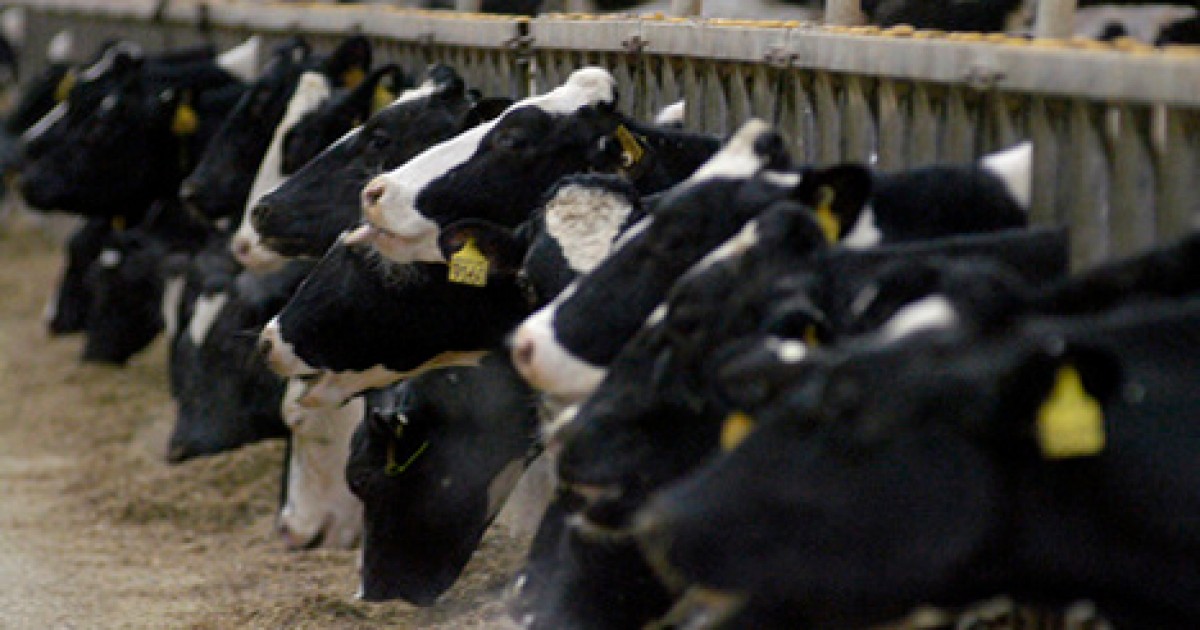 Is Factory Farming Turning Cows Into Cannibals Mercy For Animals