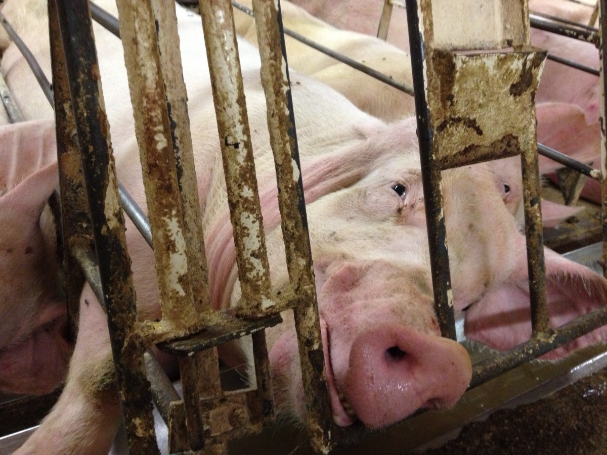 Victory! Costco and Kmart Commit to Ditching Gestation Crates Following