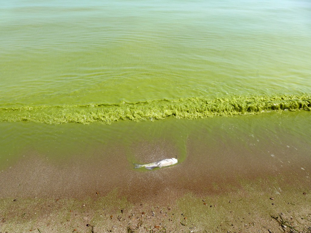 Lake Erieâ€™s Factory Farm Pollution Threatens Drinking Water