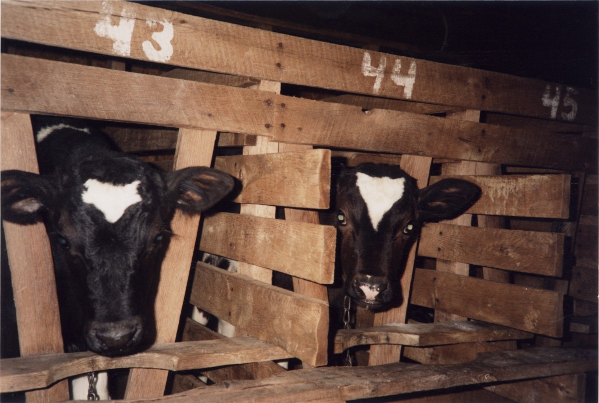 Bob Barker Exposes Hidden Price of Veal in New MFA Investigation