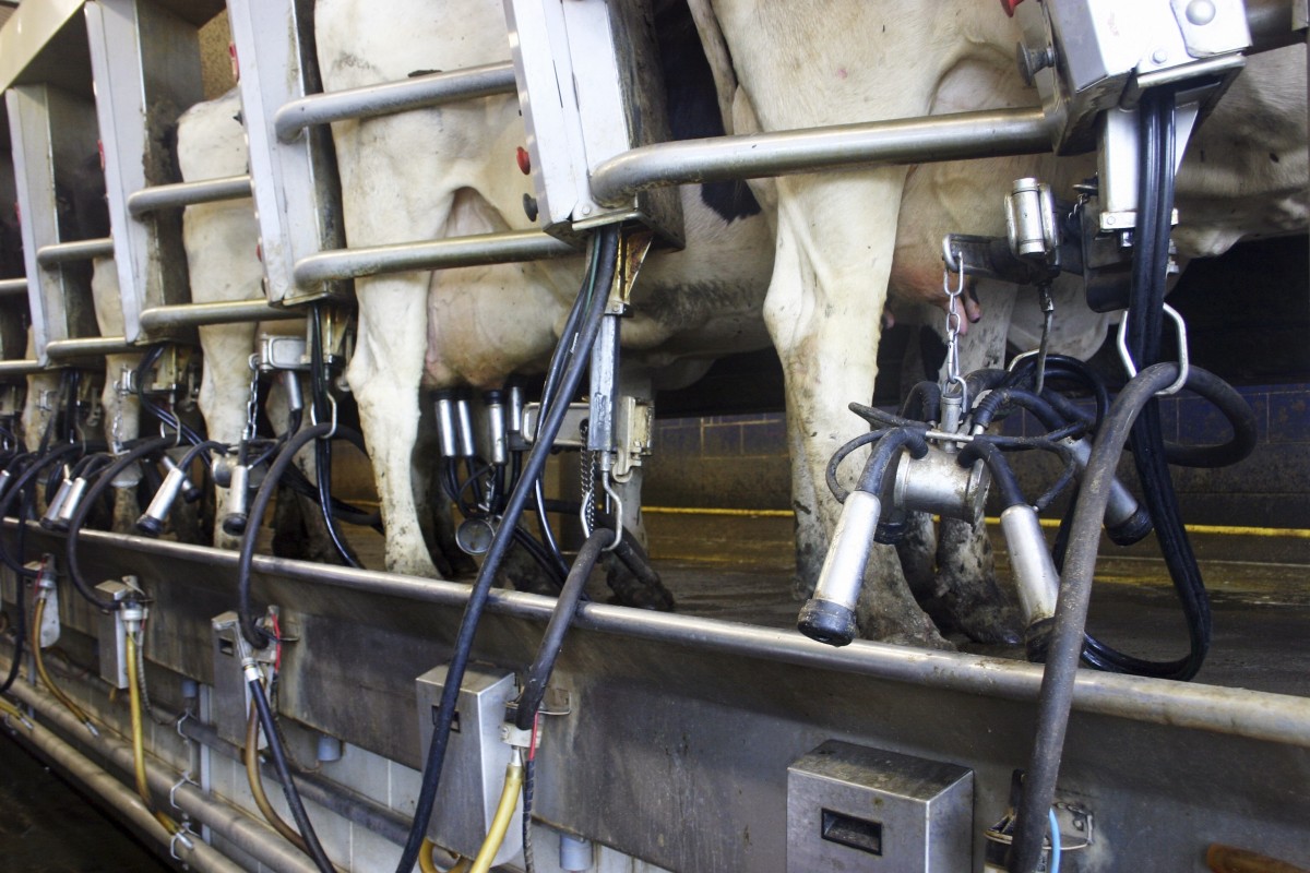 Idaho's Dairy Industry Shamed by Leaked Confidential Memo