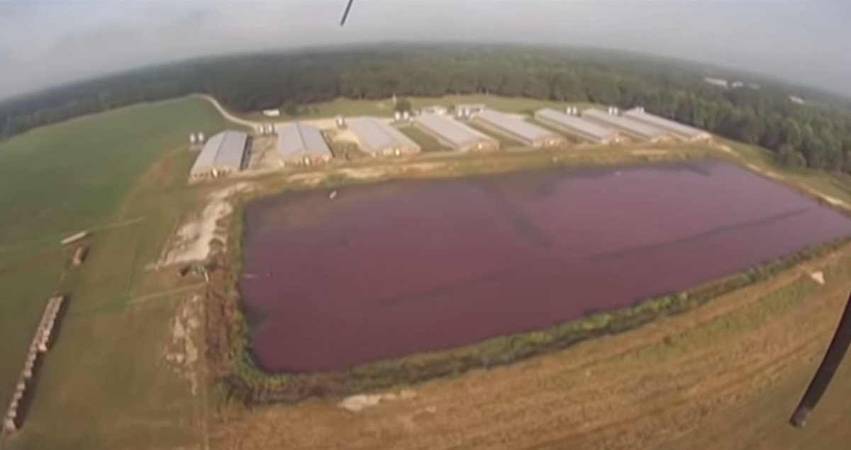 Factory Farm Cesspools Poisoning Poverty-Stricken Communities in NC