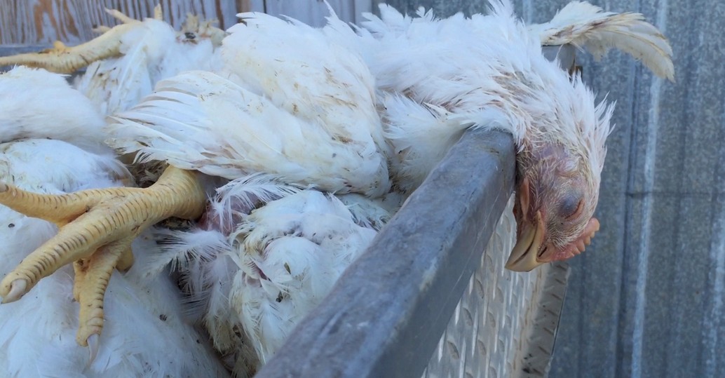 USDAâ€™s Chief Veterinary Officer on Sick Birds: Cut Off Ventilation, Kill Them