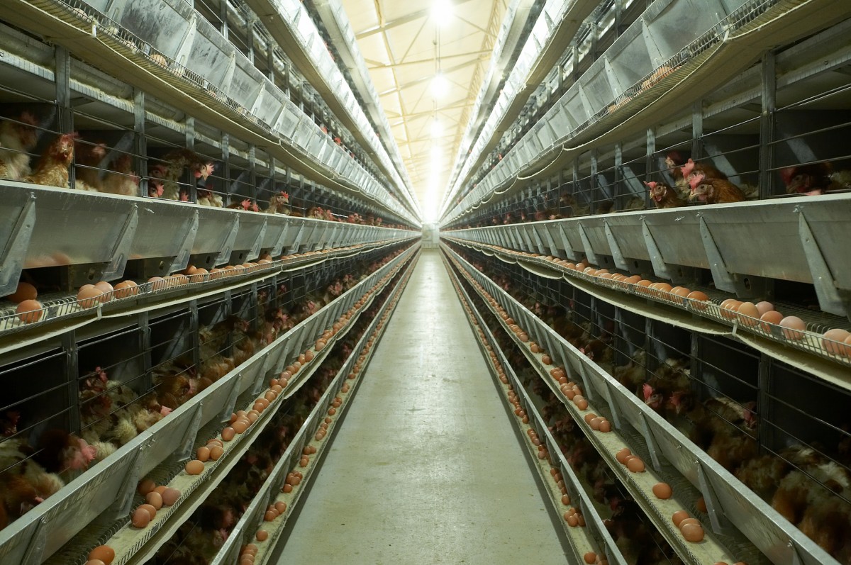 The Egg Industry: Cheating Animals and Consumers - Mercy For Animals