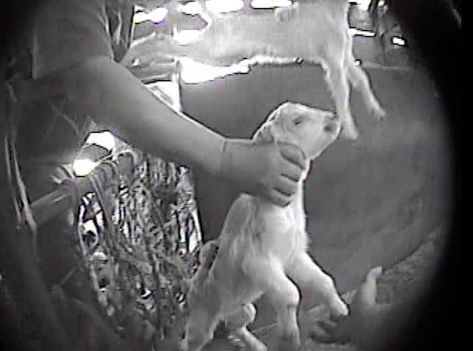 BREAKING: Four More Workers Convicted of Animal Cruelty Following MFA Investigation