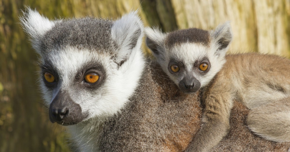 Why Meat Consumption Is Killing Lemurs and Parrots - Mercy For Animals