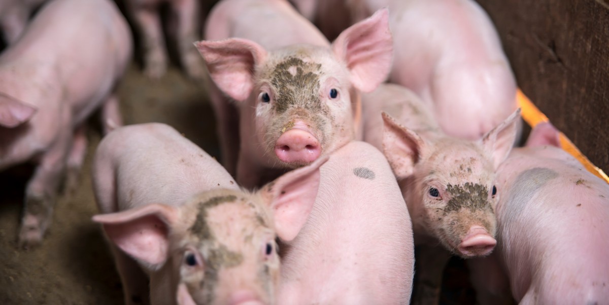 Farmers Regularly Dousing Pigs With Drug Banned in China, Russia, EU