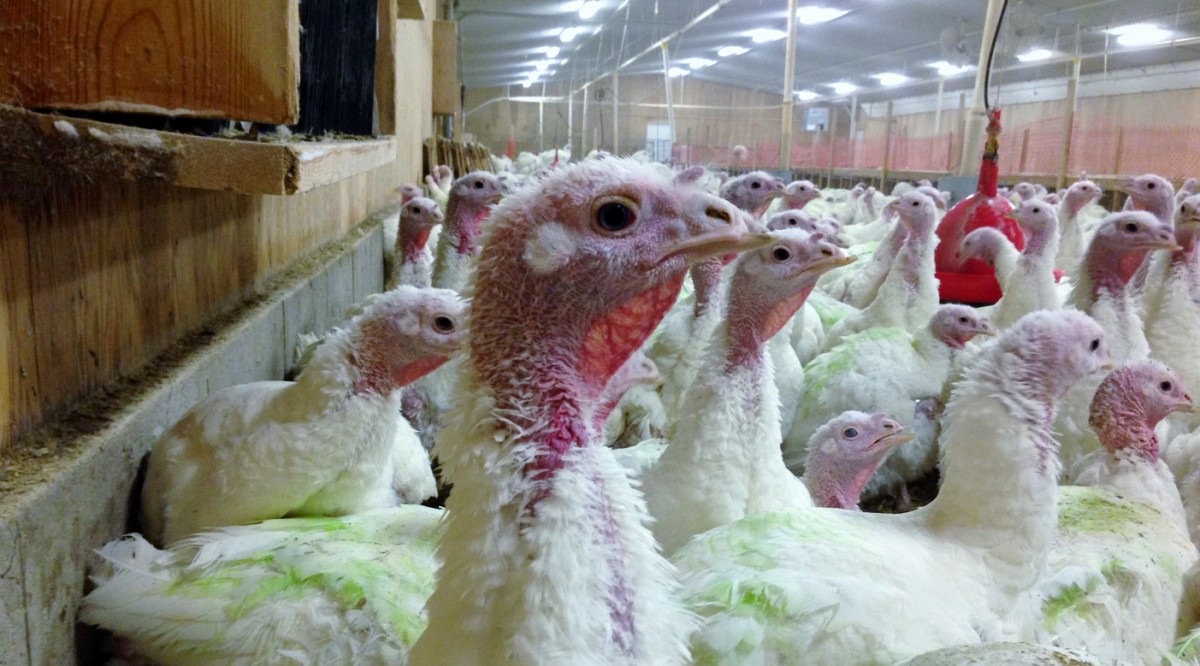 Guilty! Turkey Factory Farm Convicted After Shocking Video Released by MFA