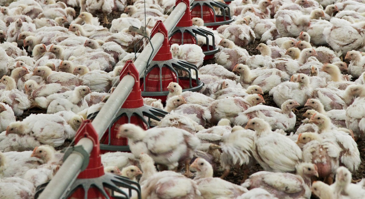 OSHA Fines Poultry Farm Over 0K, Calls It â€œDangerous Place to Workâ€