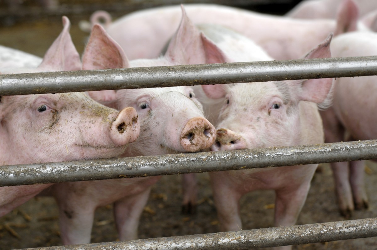 This Is What It Feels Like to Be a Pig on a Factory Farm