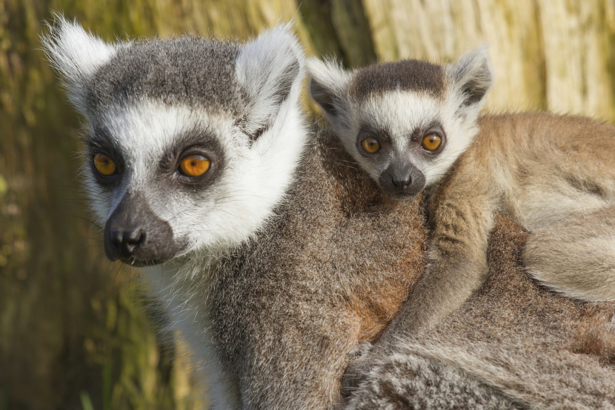 Why Meat Consumption Is Killing Lemurs and Parrots - Mercy For Animals