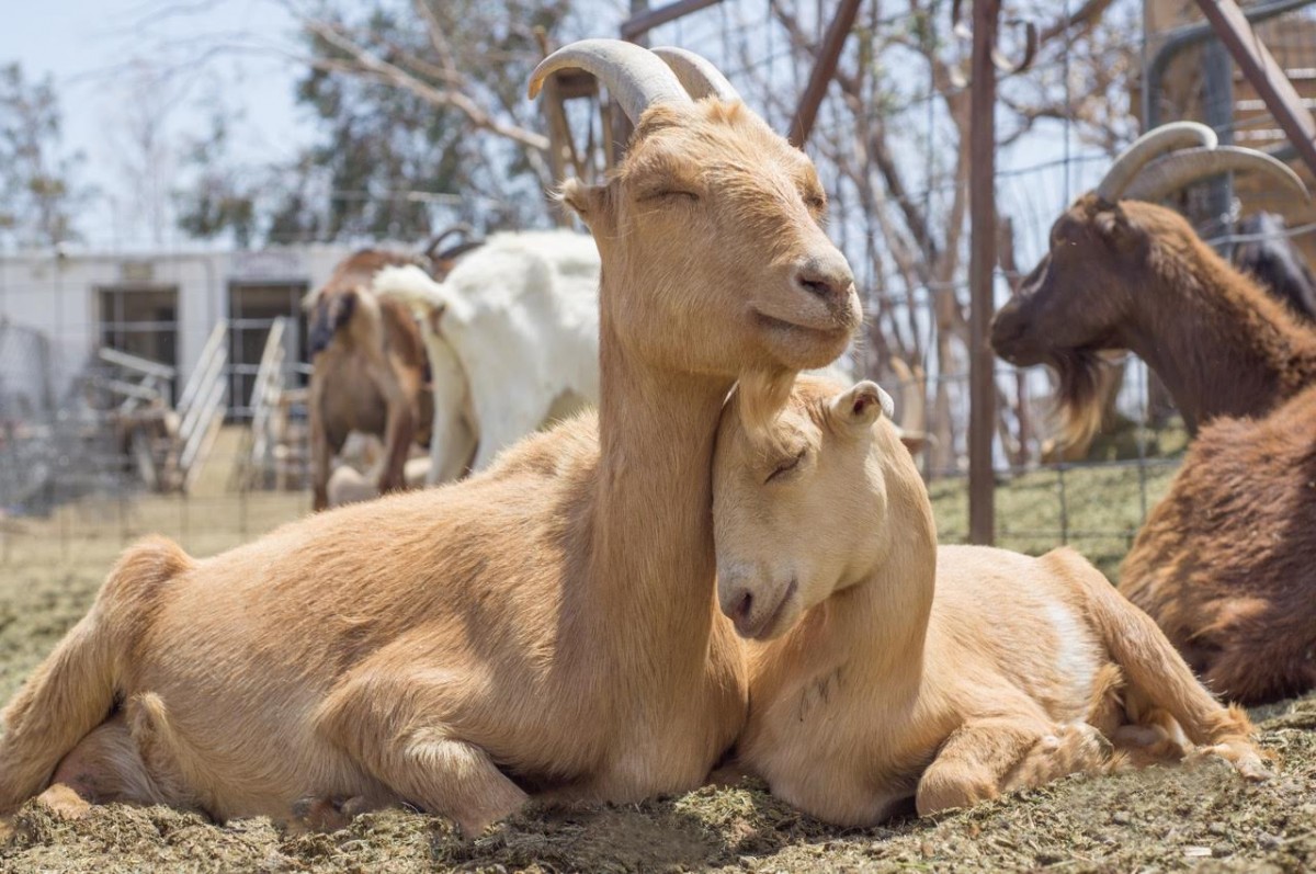 Award-Winning Goat Cheese Maker Goes Vegan After 20 Years